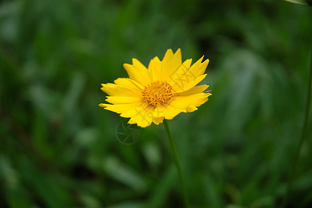 蒲公英花场地风景黄色绿色植物图片