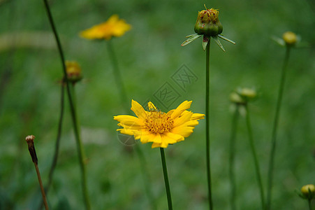 蒲公英花黄色植物绿色场地风景图片