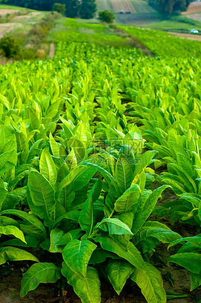 烟草工厂场地树叶农场植物种植园绿色图片