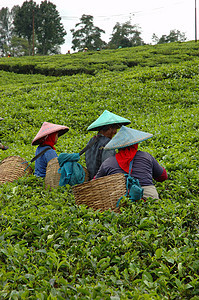 人们拿起茶来喝茶植物文化树叶高地花园种植园丘陵草本植物农民收割机图片