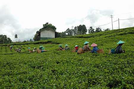人们拿起茶来喝茶种植园花园文化植被场地植物农村热带农民高地图片