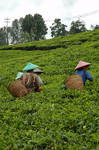 人们拿起茶来喝茶场地叶子植物丘陵植被植物群文化农民农场收割机图片