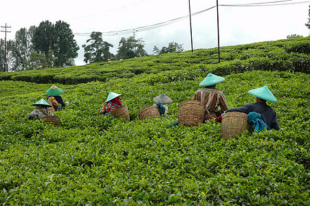 人们拿起茶来喝茶文化培育叶子树叶热带饮料场地收成花园植物群图片