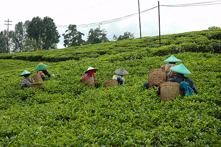 人们拿起茶来喝茶高地叶子植物群文化收割机农场丘陵树叶草本植物植物图片