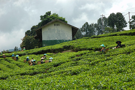 人们拿起茶来喝茶农场收成生长热带植被收割机丘陵文化场地培育图片