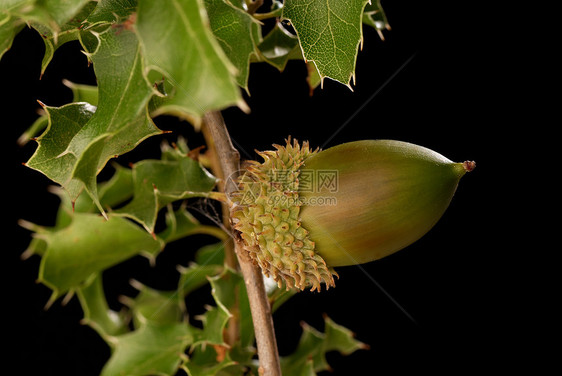 凯尔梅橡树枝条栎树绿色叶子橡子灌木水果宏观种子坚果图片