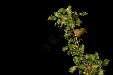 凯尔梅橡树种子灌木叶子枝条水平坚果橡子栎树水果绿色图片