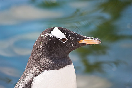 Gentoo 企鹅动物学黑色野生动物乐趣生活异国荒野情调海洋动物图片