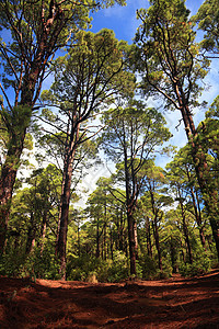 森林环境阳光岛屿树木天空风景远足公园蓝色旅行图片