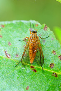 飞行翅膀叶子脊椎动物动物棕色宏观绿色昆虫绿色植物图片