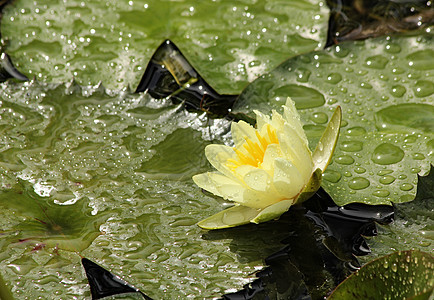 水下自来水睡莲反射公园百合荷花花瓣异国季节黄色树叶图片