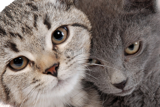 小猫脸猫咪动物胡须耳朵宠物虎斑猫科毛皮眼睛黄色图片