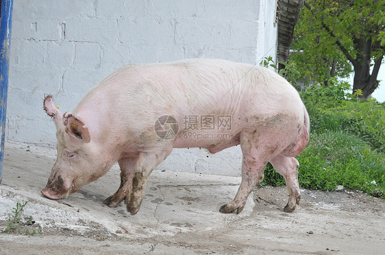 雄猪食物家畜大白鲨粉色好奇心水平制作人农场猪圈哺乳动物图片