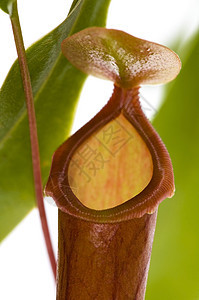 食肉植物叶子     内膜陷阱风格昆虫热带装饰动物植物学植物群花园气候图片