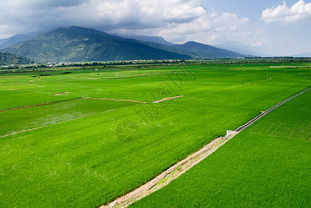 青蓝天空和白云的绿田天空地平线国家农田风景草原蓝色粮食场地植物图片