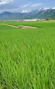 青蓝天空和白云的绿田土地种植园农田环境地平线稻田草原国家草地农村图片