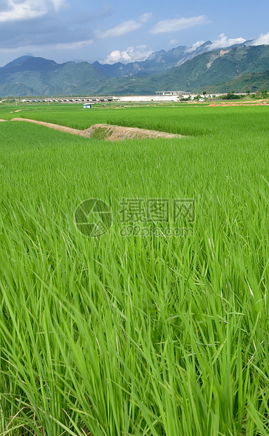 青蓝天空和白云的绿田土地种植园农田环境地平线稻田草原国家草地农村图片