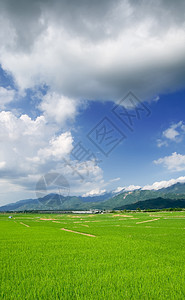 青蓝天空和白云的绿田种植园国家地平线草原土地农村稻田生长风景植物图片