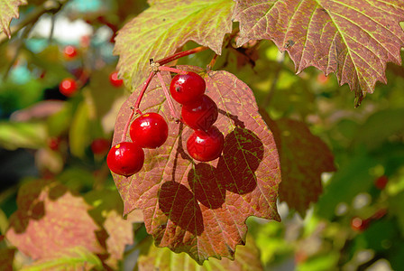 秋莓果植物药品衬套叶子绿色水果树叶玫瑰季节红色图片