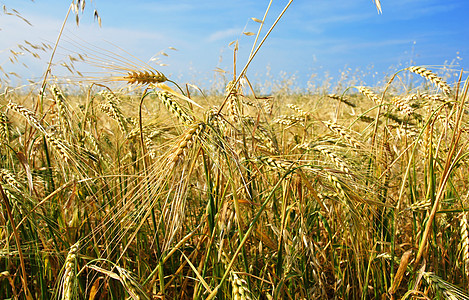 Barley 字段所有方向图片