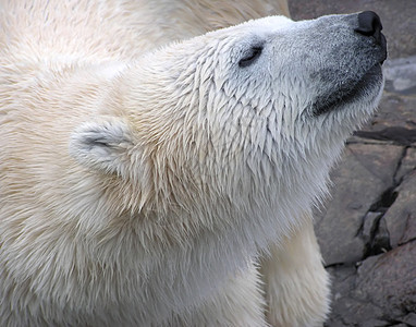 湿北极熊近身肖像图片