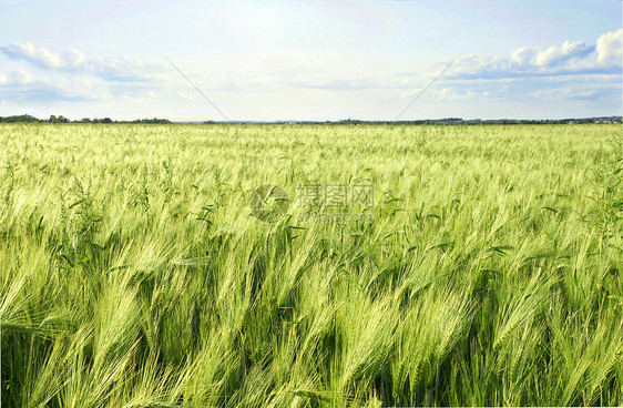 绿麦田和天空图片
