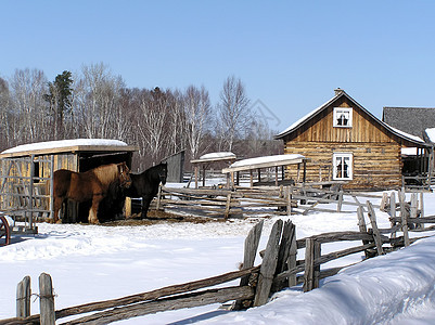 旧农舍和马匹图片