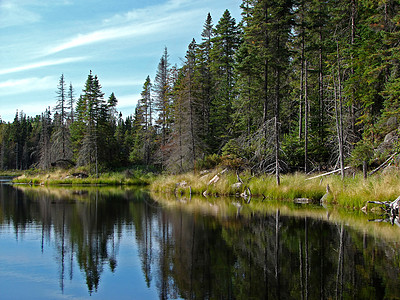 北湖和细叶树图片