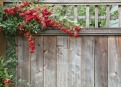红皮拉干塔浆果栅栏图片