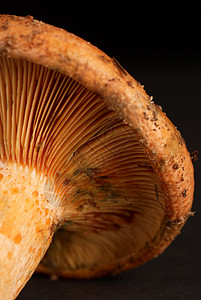 红松松蘑菇橙子乳菇宏观图片
