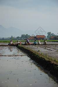 稻田场地灌溉窝棚土地植物粮食热带生长小屋丘陵图片