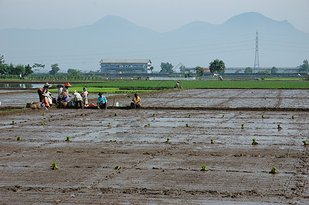 稻田绿色小屋植物场地热带生长灌溉土地窝棚丘陵图片