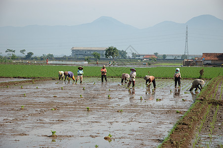 种植棚窝棚场地丘陵土地稻田绿色粮食生长小屋植物图片