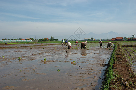 种植棚场地山脉丘陵粮食植物小屋生长农场窝棚热带图片