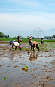 种植棚植物农场山脉绿色热带窝棚生长场地稻田丘陵图片