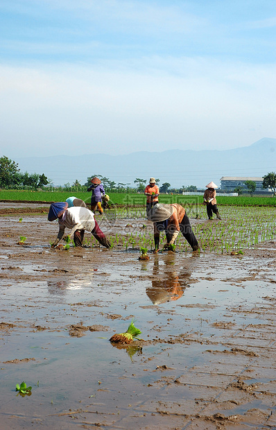 种植棚植物农场山脉绿色热带窝棚生长场地稻田丘陵图片