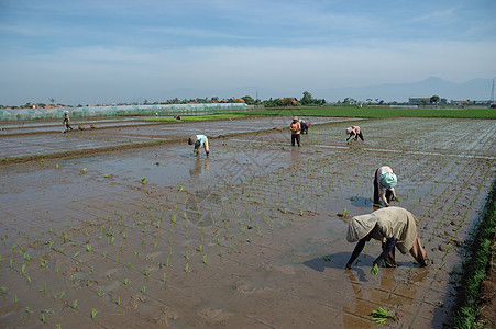 种植棚丘陵窝棚植物灌溉山脉稻田热带土地粮食小屋图片