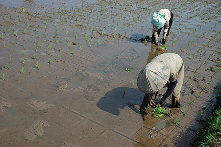 种植棚农场植物稻田土地场地山脉粮食绿色灌溉热带图片