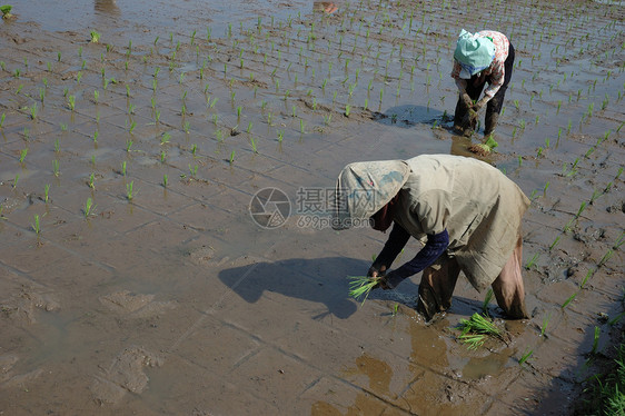 种植棚窝棚植物场地热带山脉农场绿色生长丘陵粮食图片