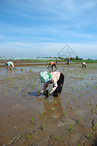 种植棚稻田绿色粮食山脉植物生长小屋热带灌溉农场图片