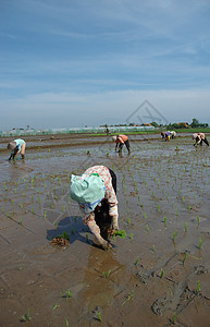 种植棚农场粮食山脉热带场地植物绿色窝棚土地稻田图片