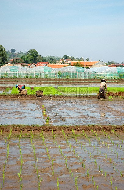 种植棚山脉粮食生长绿色窝棚稻田植物热带灌溉丘陵图片