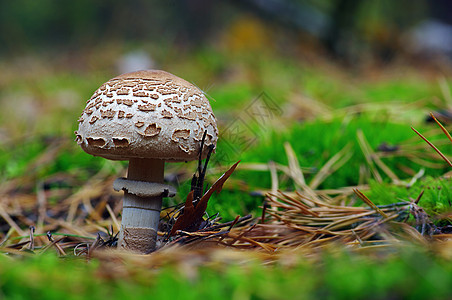 森林中生长的蘑菇植物学旅行土壤森林苔藓环境宏观食物美丽香水图片
