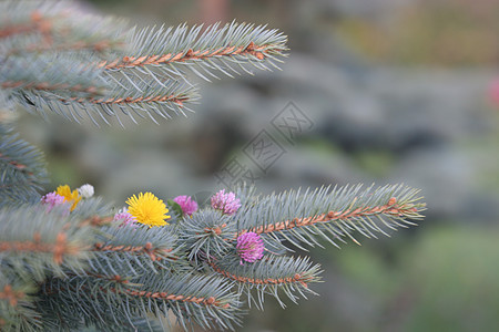 花木 山德利翁 fir图片