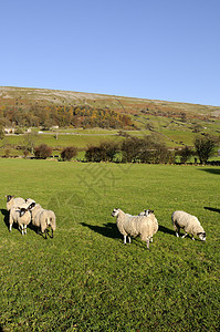 Swaledale河谷哺乳动物乡村动物场地天空绿色蓝色农田图片