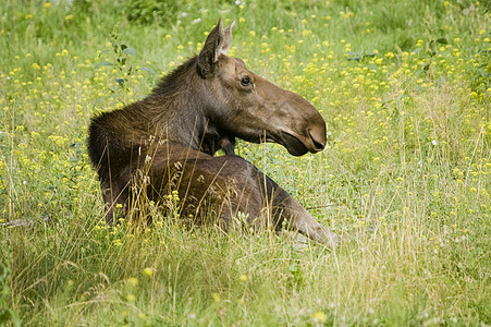 驼鹿耳朵黑色野生动物麋鹿棕色绿色毛皮图片