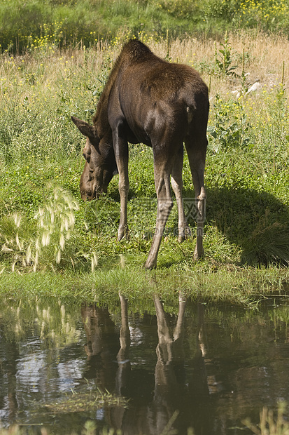 驼鹿耳朵黑色绿色毛皮反射麋鹿野生动物棕色图片