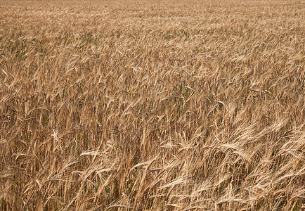 黑麦所撒野地背景图片
