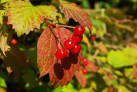 秋莓果玫瑰衬套绿色水果花园季节红色植物植物群叶子图片