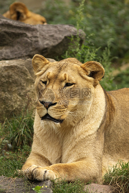 狮子狮座荒野野生动物绿色动物毛皮母狮棕色哺乳动物图片